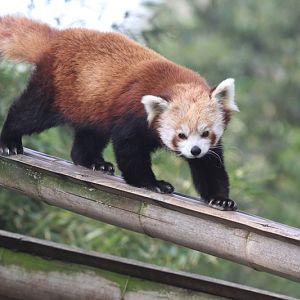 Red Panda, April 2015