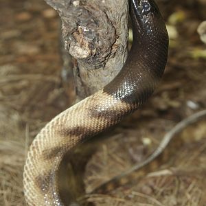 Black-headed Python (Aspidites melanocephalus), April 2015