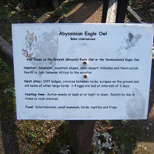 World of Owls,Randalstown NI