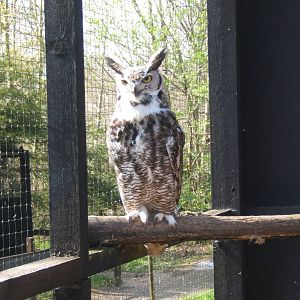 World of Owls,Randalstown NI