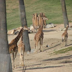 Giraffe herd