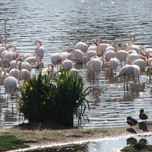 Greater Flamingoes