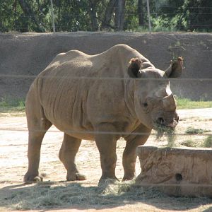 Eastern black rhinoceros