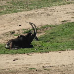 Sable antelope