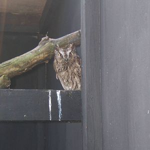 World of Owls,Randalstown NI