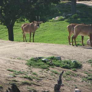 Roan antelope