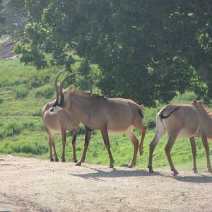 Roan antelope