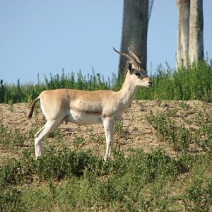 Southern Grant's gazelle