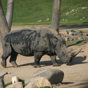 Southern white rhino