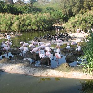 Lesser Flamingoes