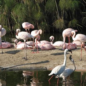 Lesser Flamingoes