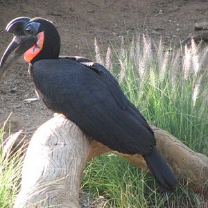 Abbysinian ground hornbill