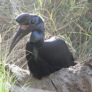 Abbysinian ground hornbill