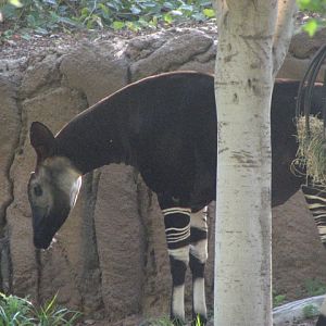 Okapi