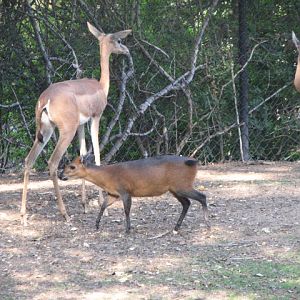Red flanked duiker & Gerenuk