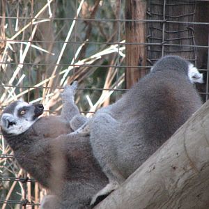 Ring-tailed lemur