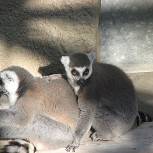 Ring-tailed lemur