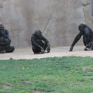 Western Lowland Gorilla