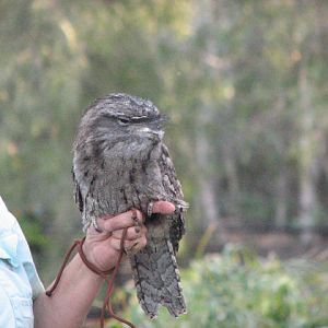 Tawny frogmouth