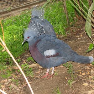 Victoria crowned pigeon