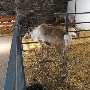 The Ark Open Farm NI