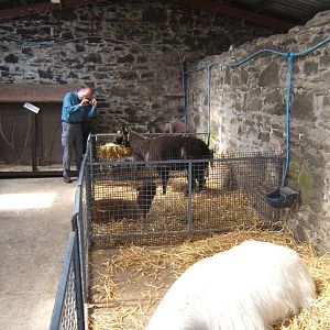 The Ark Open Farm NI