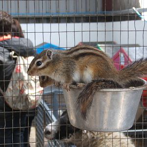 The Ark Open Farm NI