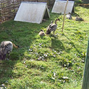 Nene and gooslings