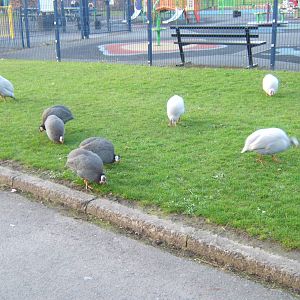 Ward Park Aviarys at Bangor Northern Ireland