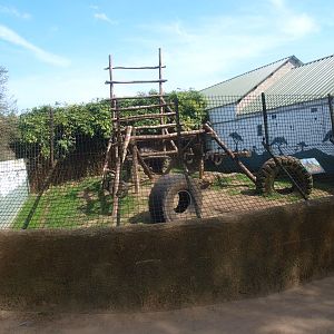Chimpansee exhibit (April 19th, 2015)
