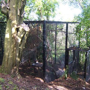 View of Red Squirrel enclosure