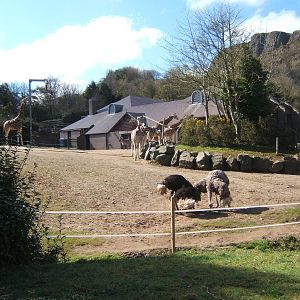 View of Giraffe/Zebra and Ostrich enclosure