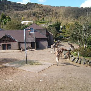 View of Giraffe/Zebra and Ostrich enclosure