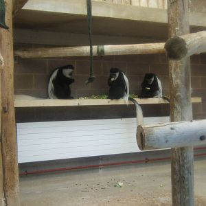 Black and White Colobus