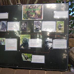Chimp family tree