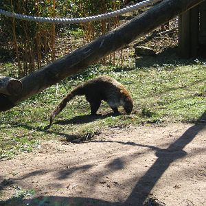 White-nosed Coati