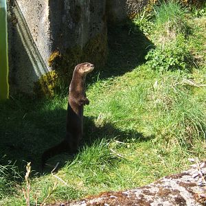 Spot-necked Otter