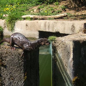 Spot-necked Otter