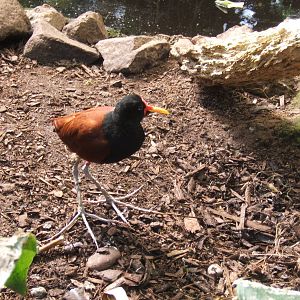 Wattled Jaccana