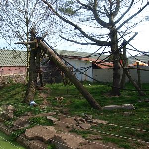 Lemur/Otter exhibit (April 19th, 2015)