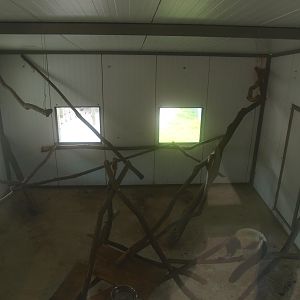 Black-and-white ruffed lemur indoor housing (April 19th, 2015)