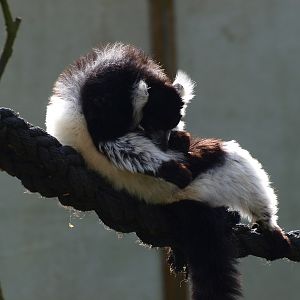 Black-and-white ruffed lemurs (Varecia variegata variegata, April 19th, 201