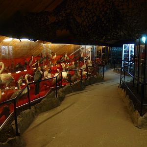 Bird Museum (April 19th, 2015)