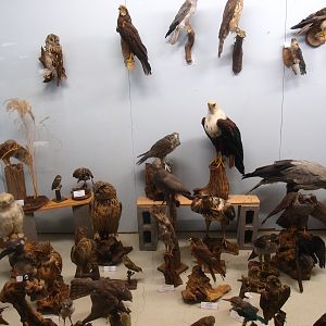 Bird Museum (April 19th, 2015)