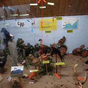 Bird Museum (April 19th, 2015)