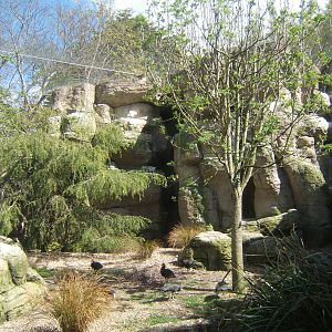 View of Waldrapp Ibis and Little Egret Aviary