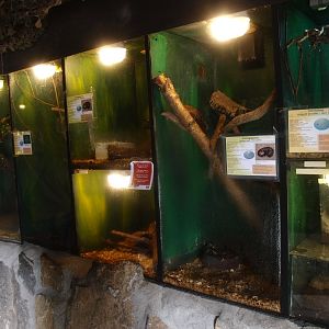 Reptile House (April 19th, 2015)