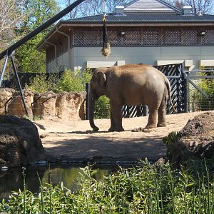 Upali in the Bull enclosure