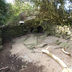 Crested porcupine exhibit (April 19th, 2015)
