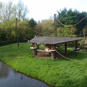 Ring-tailed lemur island (April 19th, 2015)